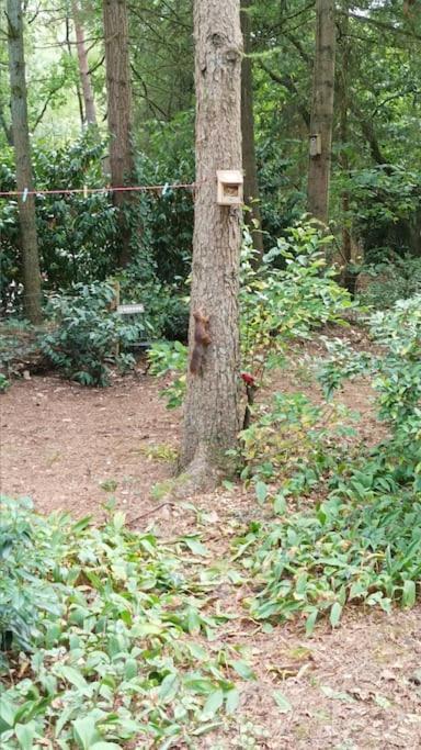 Bosbungalow De Eekhoorn ヌンスペート エクステリア 写真